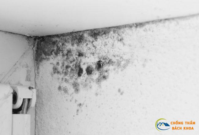 cach tay reu moc tren tuong nen nha don gian